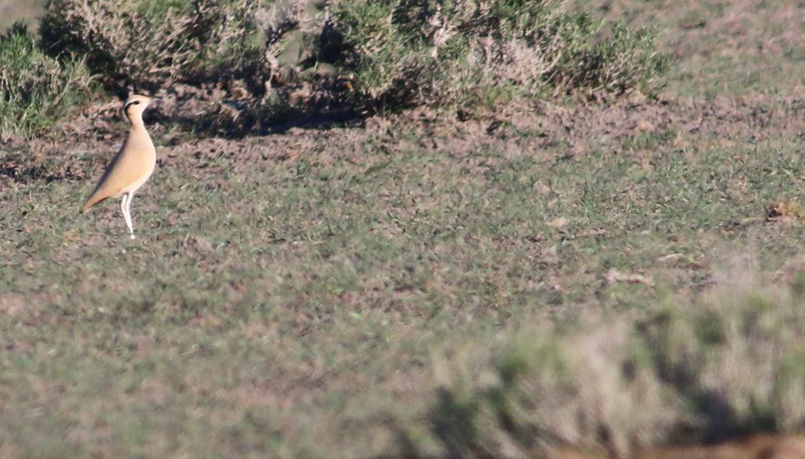 Cream-colored Courser